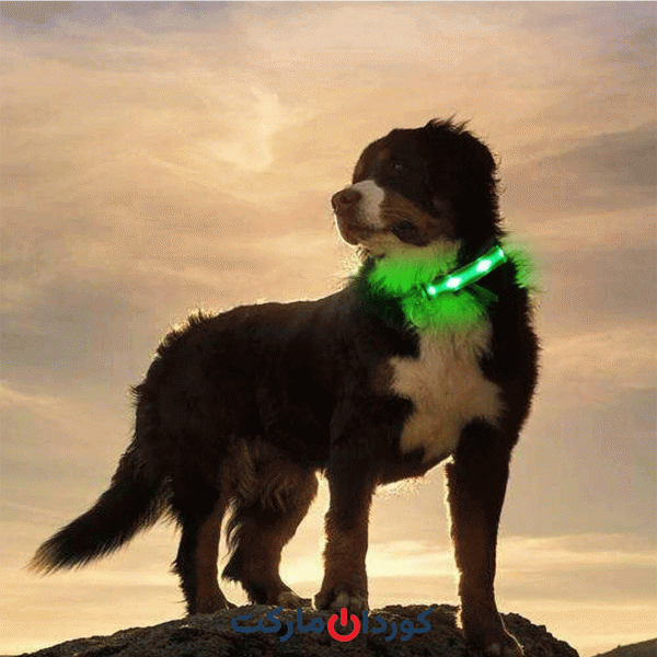 قلاده‌ سگ با چراغ‌های LED قابل شارژ Zacro - رنگ سبز